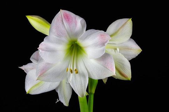 White amaryllis flower