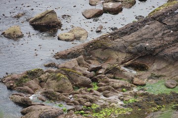 Küstenlandschaft Antrim / Nordirland 