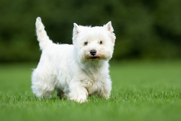 Naklejka na ściany i meble West Highland White Terrier Dog