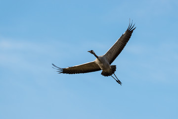 Flying common crane with blue sky background
