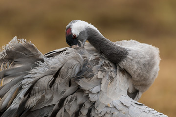 Portrait of a common crane