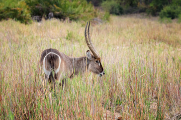 Waterbuck