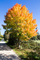 Naklejka premium Automn