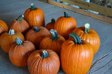 pumpkins mixed
