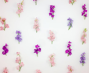 Pattern with colorful toadflax flowers on white background. Flat lay, top view