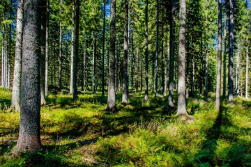 Sonniger Wald in Österreich
