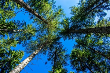 Hohe Baumkronen im Wald