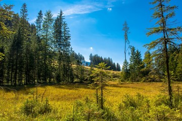 Hochmoor mit Wald in Österreich