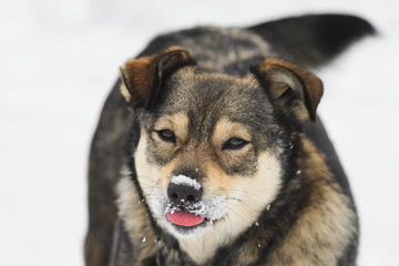 funny brown puppy playing and licking the snow with the nose