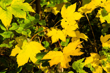 Gelbe Ahornblätter im Herbst