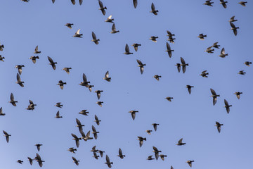 flock of birds that migrate
