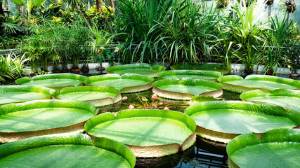 Water lily giant leaves 