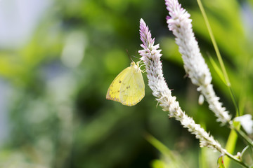 Beautiful butterfly in the garden