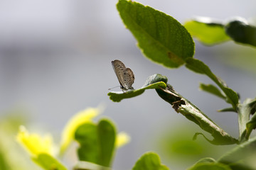 Beautiful butterfly in the garden