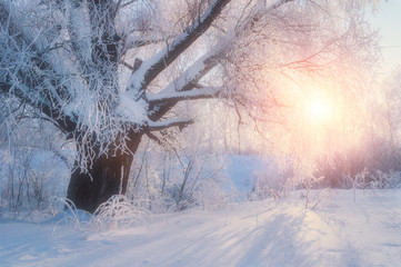 Winter landscape-winter tree in the sunrise forest. Winter landscape wonderland scene