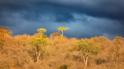 Küchenrückwand glas motiv Dramatic stormy sky with sunshine lighting foreground acacia trees. Kruger National Park, South Africa. © Rixie