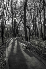 Fototapeta premium park b&w