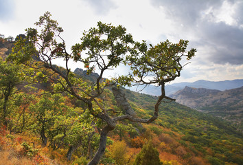 Obraz premium Kara Dag Mountain - Black Mount near Koktebel. Ukraine