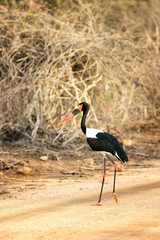 Saddle-billed stork