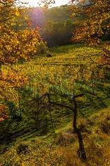 Weinberge im Herbst in Österreich