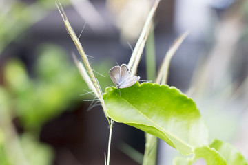 Beautiful butterfly on a leaf in the garden