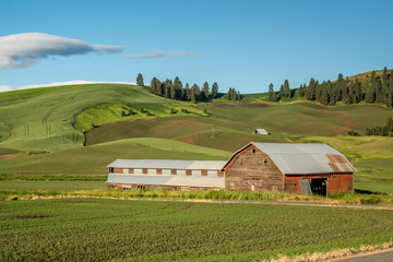 Palouse farm and barn with green fields