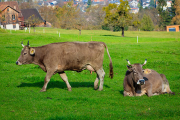 cows in a grassy field. Herd of cows. Cows on the field