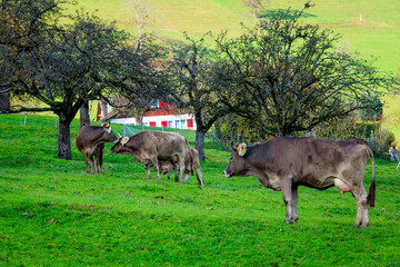 cows in a grassy field. Herd of cows. Cows on the field