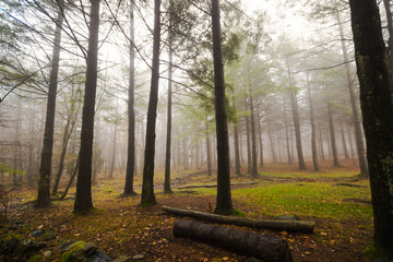 Beautiful foggy forest during an autumn day / Forest into the fog.