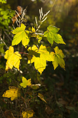 Blätter sonnendurchflutet
