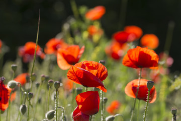 blooming red poppies backlit bright spring background