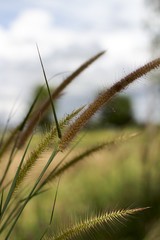 Beautiful flowers by the roadside