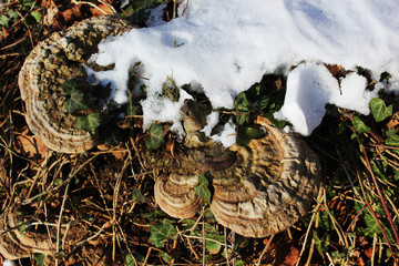 The tree sponge mushroom decomposes dead wood