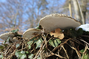 The tree sponge mushroom decomposes dead wood