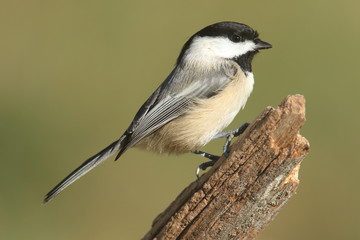 Black-capped Chickadee (poecile atricapilla)