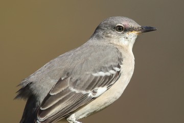 Northern Mockingbird (Mimus polyglottos)