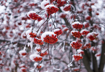 Snowy Bunches Of Red Rowan