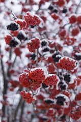 Snowy Bunches Of Red Rowan