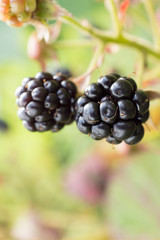 Close up View of Blackberry Plant