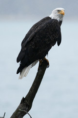 Bald eagle sitting on stick