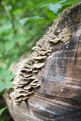 Small cluster of shelf fungus on a felled log