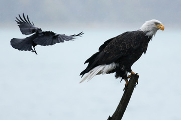 Bald eagle swooped by raven
