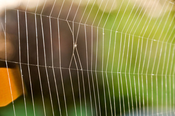 Macro detail of the complexity of a spider web