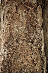 Rough old tree with peeled off bark