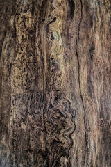 Rough old tree with peeled off bark