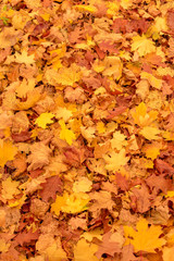 Carpet of colorful yellow maples leaves in fall