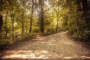 First person view of dirt path in forest
