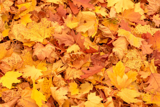 Vibrant yellow and orange autumn maple leaves