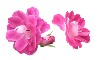 Set of pink roses on a white background.