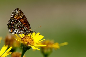 Motyl na kwiatku w czasie obiadku